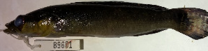  (Crenicichla sipaliwini - FMNH153266.1)  @11 [ ] Unspecified (default): All Rights Reserved  Unspecified Unspecified