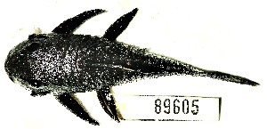  ( - FMNH153253.1)  @11 [ ] Unspecified (default): All Rights Reserved  Unspecified Unspecified