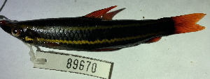  (Cephalosilurus - FMNH153250)  @11 [ ] Unspecified (default): All Rights Reserved  Unspecified Unspecified