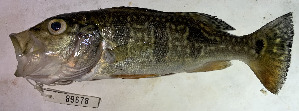  (Cichla temensis - FMNH153264)  @11 [ ] Unspecified (default): All Rights Reserved  Unspecified Unspecified