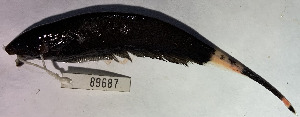  ( - FMNH153245.2)  @11 [ ] Unspecified (default): All Rights Reserved  Unspecified Unspecified