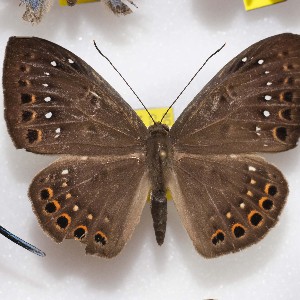  ( - NPML_R1511)  @11 [ ] Copyright (c) (2023) Maeva Leroy Maeva Leroy