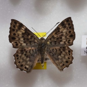  ( - NPML_R1539)  @11 [ ] Copyright (c) (2023) Maeva Leroy Maeva Leroy