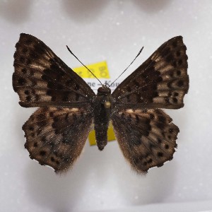  ( - NPML_R1549)  @11 [ ] Copyright (c) (2023) Maeva Leroy Maeva Leroy