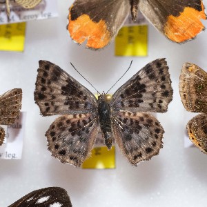  ( - NPML_R1571)  @11 [ ] Copyright (c) (2023) Maeva Leroy Maeva Leroy