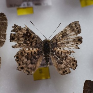  ( - NPML_R1576)  @11 [ ] Copyright (c) (2023) Maeva Leroy Maeva Leroy