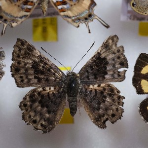  ( - NPML_R1584)  @11 [ ] Copyright (c) (2023) Maeva Leroy Maeva Leroy