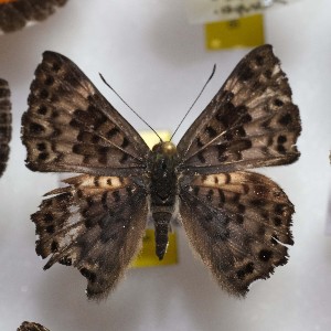  ( - NPML_R1611)  @11 [ ] Copyright (c) (2023) Maeva Leroy Maeva Leroy