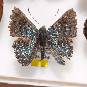  ( - NPML_R1641)  @11 [ ] Copyright (c) (2044) Maeva Leroy Maeva Leroy