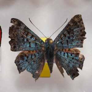  ( - NPML_R1647)  @11 [ ] Copyright (c) (2050) Maeva Leroy Maeva Leroy