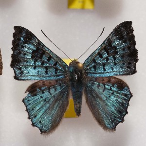  ( - NPML_R1649)  @11 [ ] Copyright (c) (2052) Maeva Leroy Maeva Leroy