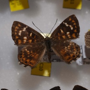  (Aricoris epulus - NPML_R1866)  @11 [ ] Copyright (2025) Nino Page Unspecified