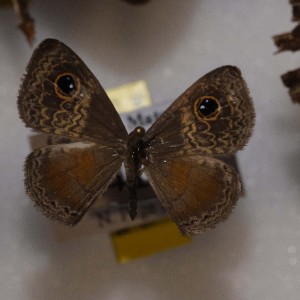  (Perophthalma tullius - NPML_R1874)  @11 [ ] Copyright (2025) Nino Page Unspecified