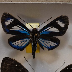  (Esthemopsis crystallina - NPML_R1934)  @11 [ ] Copyright (2025) Nino Page Unspecified