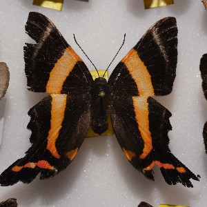  ( - NPML_R2065)  @11 [ ] Copyright (2025) Nino Page Unspecified