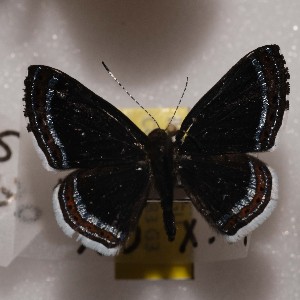  ( - NPML_R2192)  @11 [ ] Copyright (2025) Nino Page Unspecified