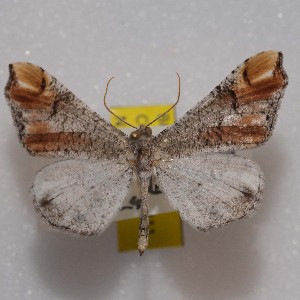  (Macrosoma paularia - NPML_R2212)  @11 [ ] Copyright (2025) Nino Page Unspecified