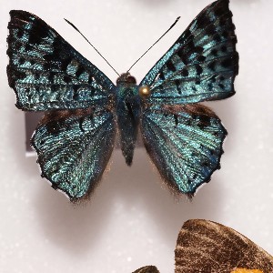  ( - NPML_R1066)  @11 [ ] Copyright (c) (2022) Nino Page Nino Page