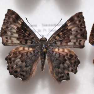  ( - NPML_bcR217)  @11 [ ] CreativeCommons  Attribution Non-Commercial Share-Alike (2021) Nino Page private