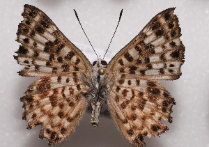  ( - NPML_bcR58)  @11 [ ] CreativeCommons  Attribution Non-Commercial Share-Alike (2021) Nino Page private