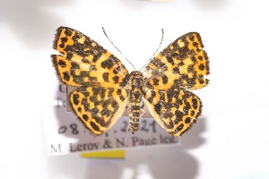  (Symmachia leopardinum - NPML_bcR665)  @11 [ ] Copyright (c) (2021) Nino Page private