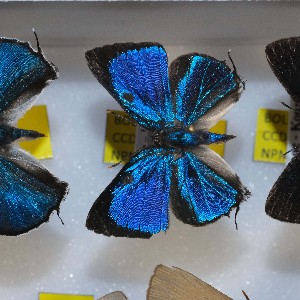  ( - NPML_lyc393)  @11 [ ] Copyright (c) (2025) Maeva Leroy Unspecified