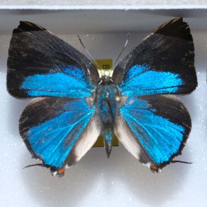  ( - NPML_lyc395)  @11 [ ] Copyright (c) (2025) Maeva Leroy Unspecified