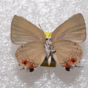  (Olynthus nr essus - NPML_lyc406)  @11 [ ] Copyright (c) (2025) Maeva Leroy Unspecified