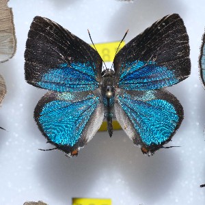  (Strephonota tupihe - NPML_lyc416)  @11 [ ] Copyright (c) (2025) Maeva Leroy Unspecified