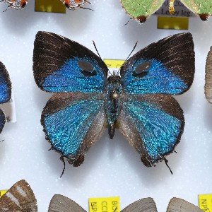  (Thereus phalantus - NPML_lyc419)  @11 [ ] Copyright (c) (2025) Maeva Leroy Unspecified