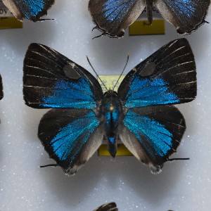  ( - NPML_lyc436)  @11 [ ] Copyright (c) (2025) Maeva Leroy Unspecified