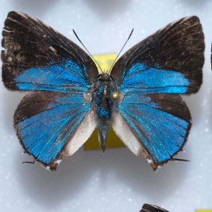  ( - NPML_lyc443)  @11 [ ] Copyright (c) (2025) Maeva Leroy Unspecified