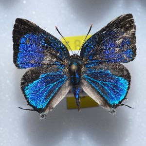  ( - NPML_lyc447)  @11 [ ] Copyright (c) (2025) Maeva Leroy Unspecified