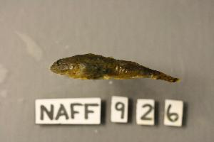  (Cottus leiopomus - NAFF 926)  @11 [ ] Unspecified (default): All Rights Reserved  Unspecified Unspecified