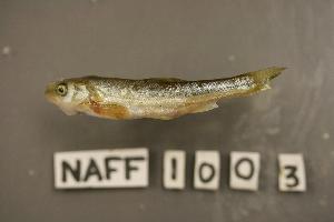  ( - NAFF 1003)  @13 [ ] Unspecified (default): All Rights Reserved  Unspecified Unspecified