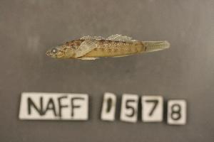  (Etheostoma neopterum - NAFF 1578)  @13 [ ] Unspecified (default): All Rights Reserved  Unspecified Unspecified