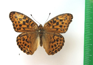 (Argynnis ruslana - g1000)  @14 [ ] Copyright (2015) Vlasova Alisa Institute of Ecological Problems of the North
