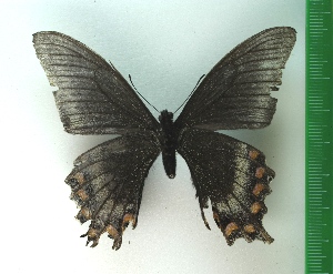  (Papilio maackii - g737)  @14 [ ] Copyright (2015) Vlasova Alisa Institute of Ecological Problems of the North