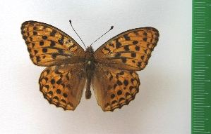  (Argynnis adippe - g997)  @15 [ ] Copyright (2015) Vlasova Alisa Institute of Ecological Problems of the North