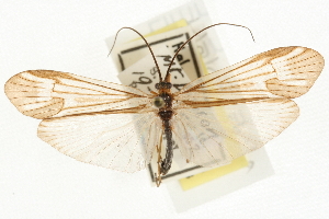  ( - 08RMCAD-0544)  @11 [ ] CreativeCommons - Attribution (2010) CBG Photography Group Centre for Biodiversity Genomics