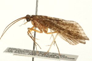  (Arctopsyche irrorata - 08RMCAD-0088)  @13 [ ] CreativeCommons - Attribution (2010) CBG Photography Group Centre for Biodiversity Genomics