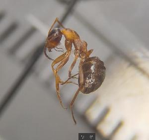  (Formica persica - PK18B585b)  @11 [ ] Unspecified (default): All Rights Reserved (2025) Saemi Schaer Unspecified