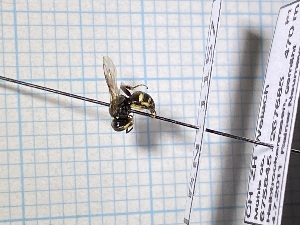  ( - RN1157)  @11 [ ] Unspecified (default): All Rights Reserved (2024) Rainer Neumeyer Unspecified