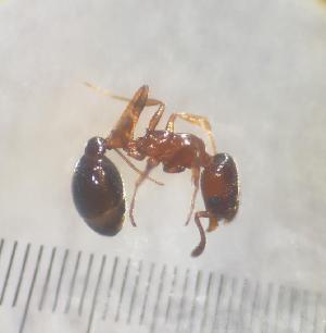  ( - SS25C364c)  @11 [ ] Unspecified (default): All Rights Reserved (2025) Saemi Schaer Unspecified