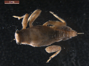  ( - BIOUG00641-C02)  @11 [ ] CreativeCommons - Attribution (2011) Centre for Biodiversity Genomics Centre for Biodiversity Genomics