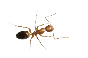  (Camponotus MG054 - XMAD_026)  @12 [ ] Copyright (2017) David Liittschwager Natural History Photography