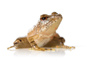  ( - XMAD_239)  @11 [ ] Copyright (2017) David Liittschwager Natural History Photography