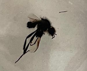  ( - DIBIBMA-ROMMDR-IZ01-02)  @11 [ ] Creative Commons-Attribution Non Commercial-Share Alike (2024) Lujza Keresztes Unspecified