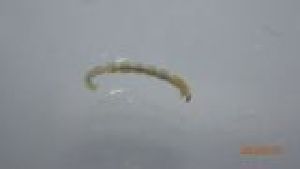 ( - DICHOR_SC4_01)  @11 [ ] Creative Commons-Attribution Non Commercial-Share Alike (2022) Lujza Keresztes Unspecified