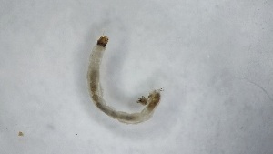  ( - DICH_BUH_01)  @11 [ ] Creative Commons-Attribution Non Commercial-Share Alike (2023) Andrei Terec Unspecified